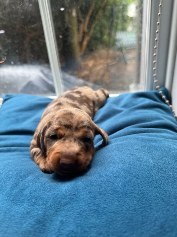 Dachshund puppies for sale in Richmond, Greater London – 6 weeks old - Image 3 of 9