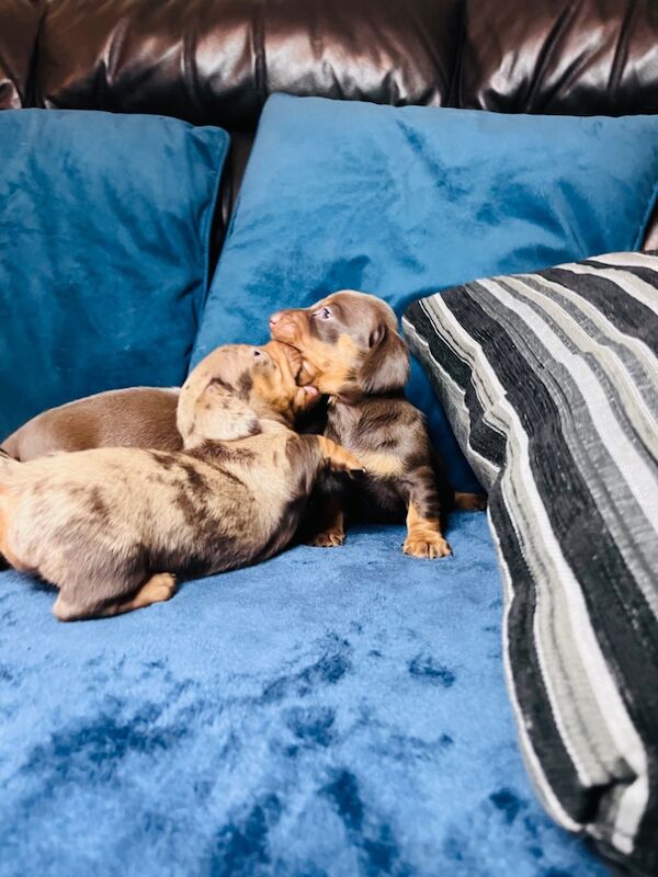 Dachshund puppies for sale in Richmond, Greater London – 6 weeks old - Image 4 of 9