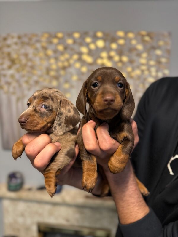 Dachshund puppies for sale in Richmond, Greater London – 6 weeks old - Image 5 of 9