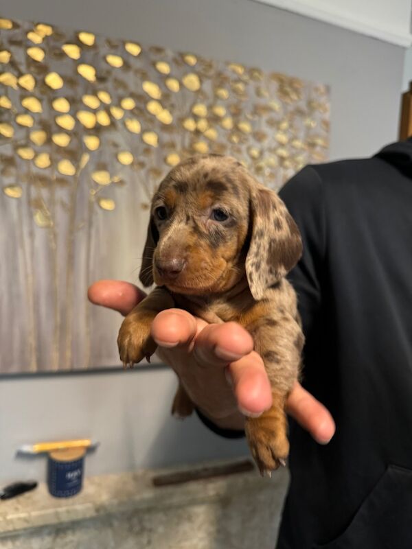 Dachshund puppies for sale in Richmond, Greater London – 6 weeks old - Image 6 of 9