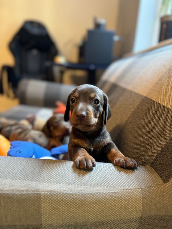 Dachshund puppies for sale in Richmond, Greater London – 6 weeks old - Image 7 of 9