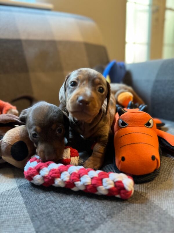 Dachshund puppies for sale in Richmond, Greater London – 6 weeks old - Image 8 of 9