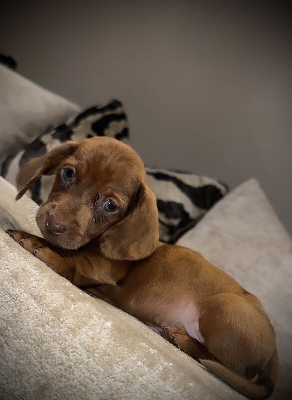 Adorable miniature dachshunds for sale in Sunderland, Tyne and Wear