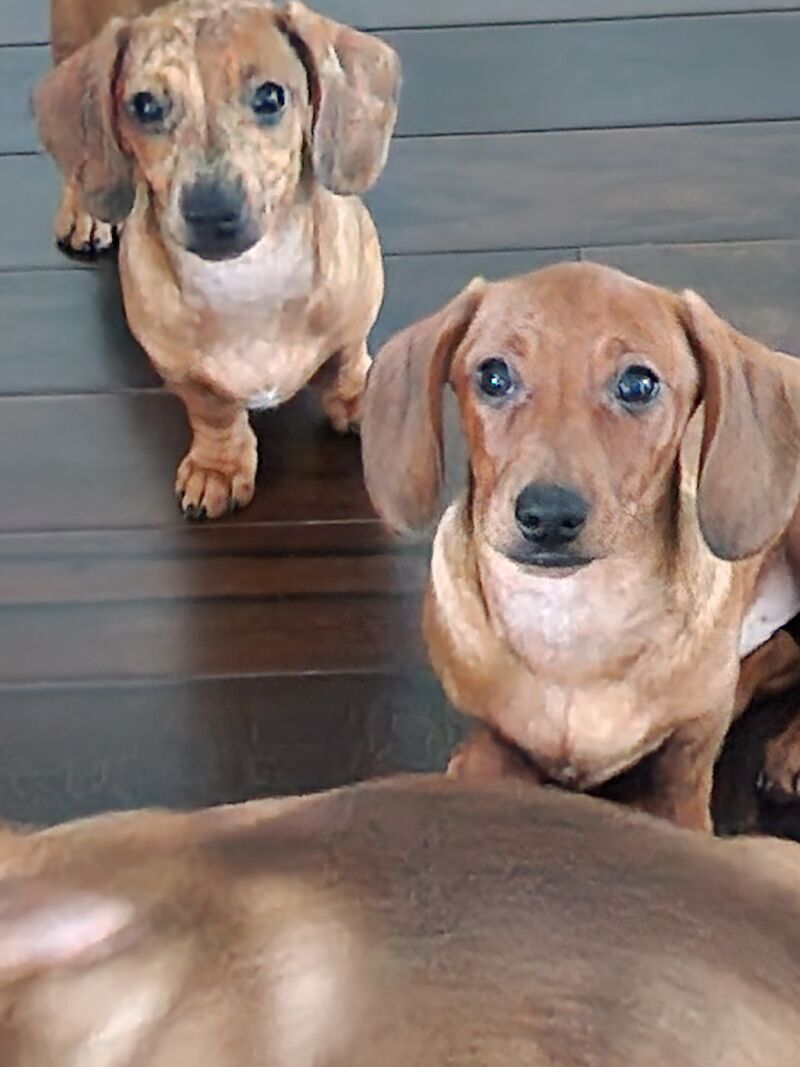 Adorable Miniature Dachshunds for sale in Ashford, Kent