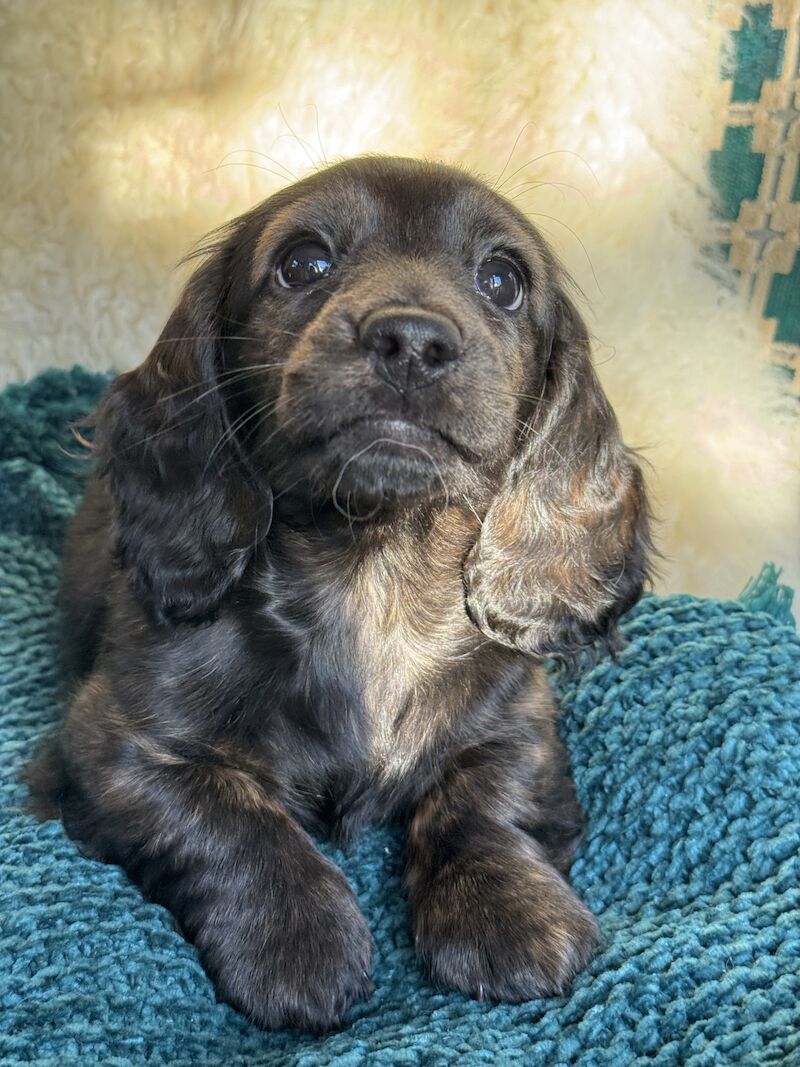 Adorable miniature long haired dachshund cream puppies for sale in Olney, Buckinghamshire