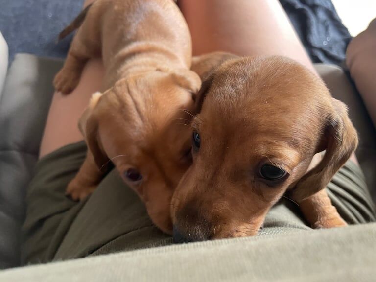 Dachshund puppies for sale in Forest Town, Nottinghamshire – 5 weeks old