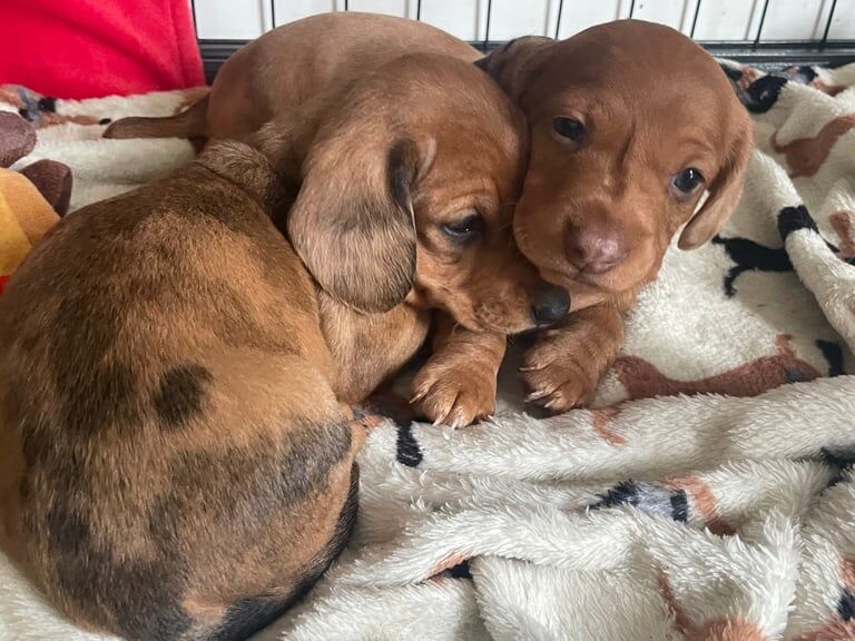 Dachshund puppies for sale in Forest Town, Nottinghamshire – 7 weeks old - Image 2 of 3