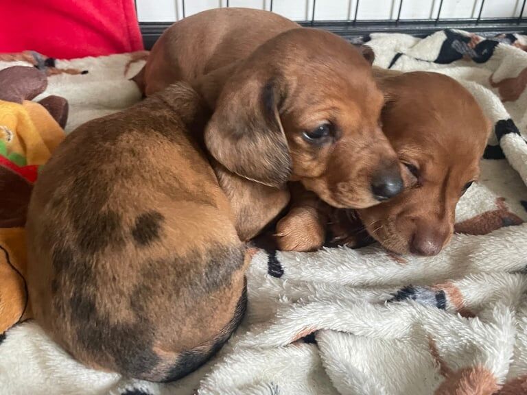 Dachshund puppies for sale in Forest Town, Nottinghamshire – 7 weeks old - Image 3 of 3