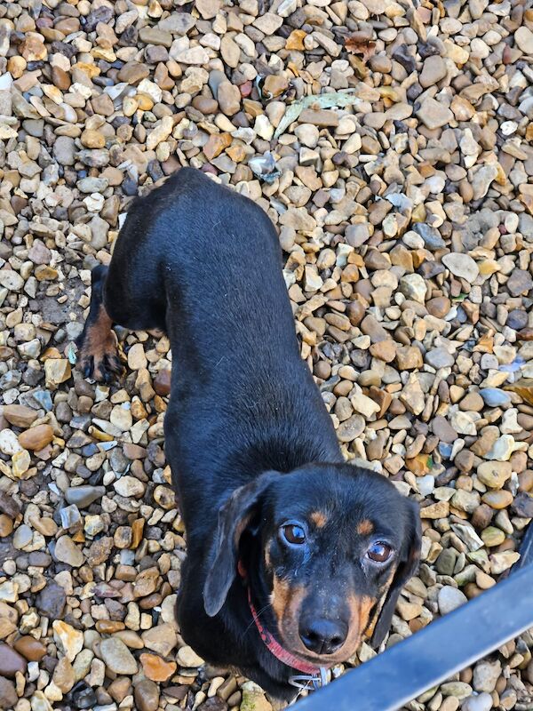 Adult miniature dachshund female for sale in Spalding, Lincolnshire - Image 1