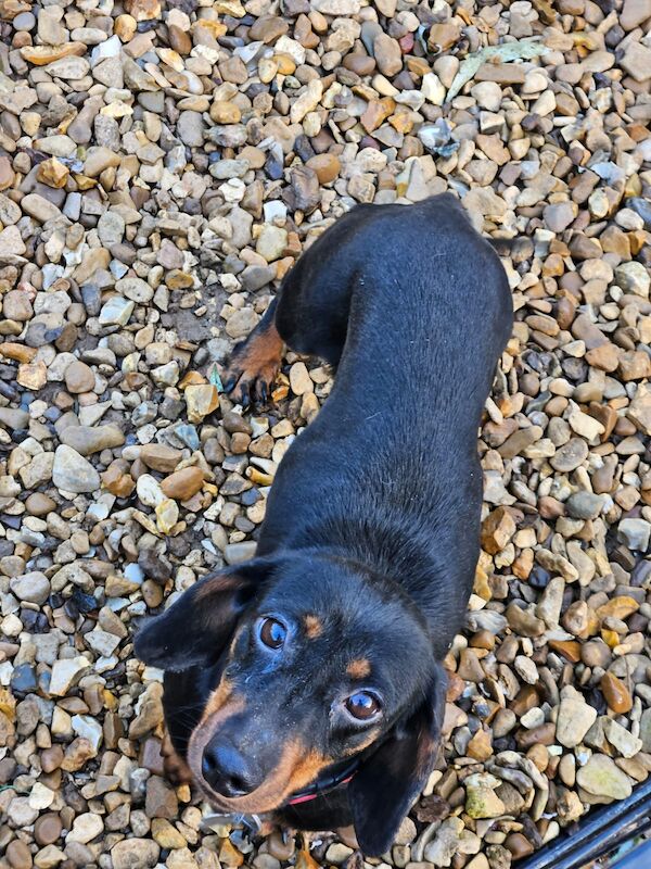 Adult miniature dachshund female for sale in Spalding, Lincolnshire - Image 3