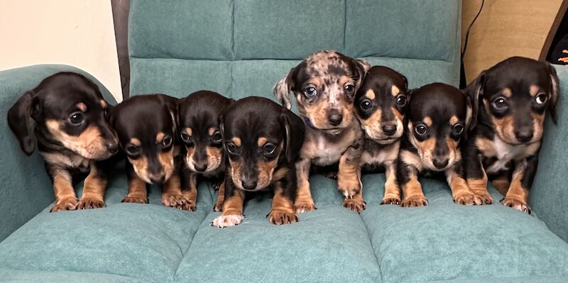Dachshund puppies for sale in Elton, Cheshire – 1 year old