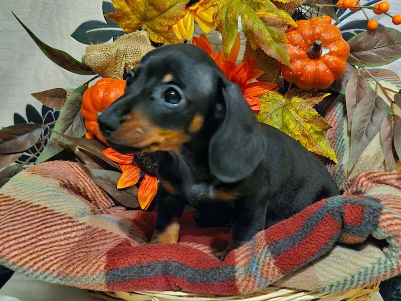 Dachshund puppies for sale in BL5 3SP – 8 weeks old