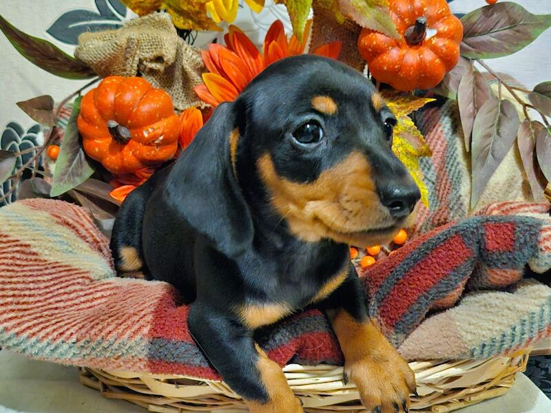 Dachshund puppies for sale in BL5 3SP – 8 weeks old - Image 2 of 13