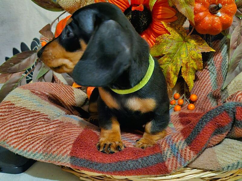 Dachshund puppies for sale in BL5 3SP – 8 weeks old - Image 3 of 13