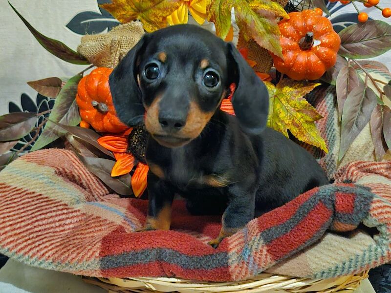 Dachshund puppies for sale in BL5 3SP – 8 weeks old - Image 4 of 13