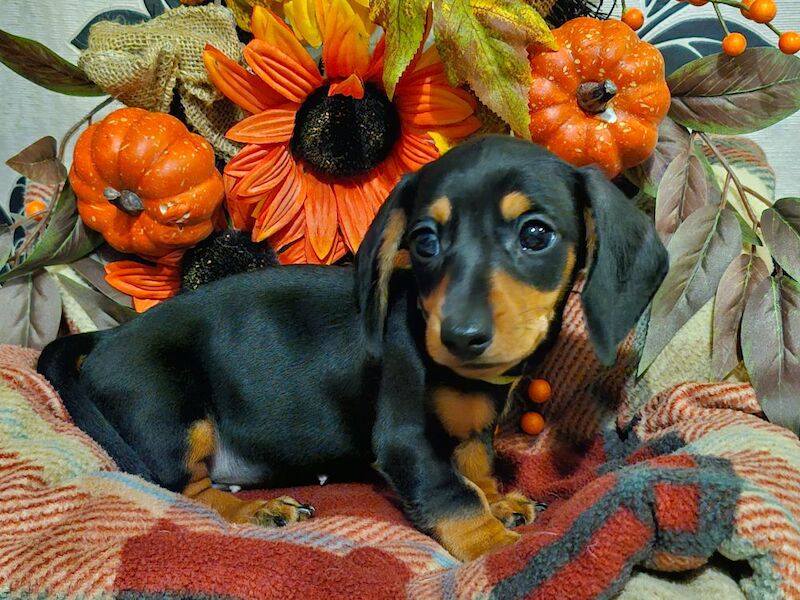 Dachshund puppies for sale in BL5 3SP – 8 weeks old - Image 7 of 13