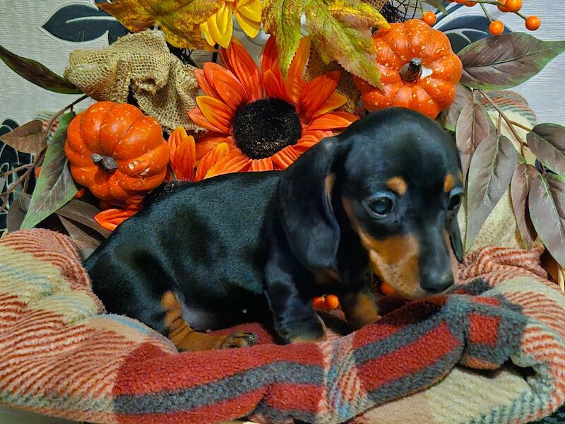 Dachshund puppies for sale in BL5 3SP – 8 weeks old - Image 8 of 13