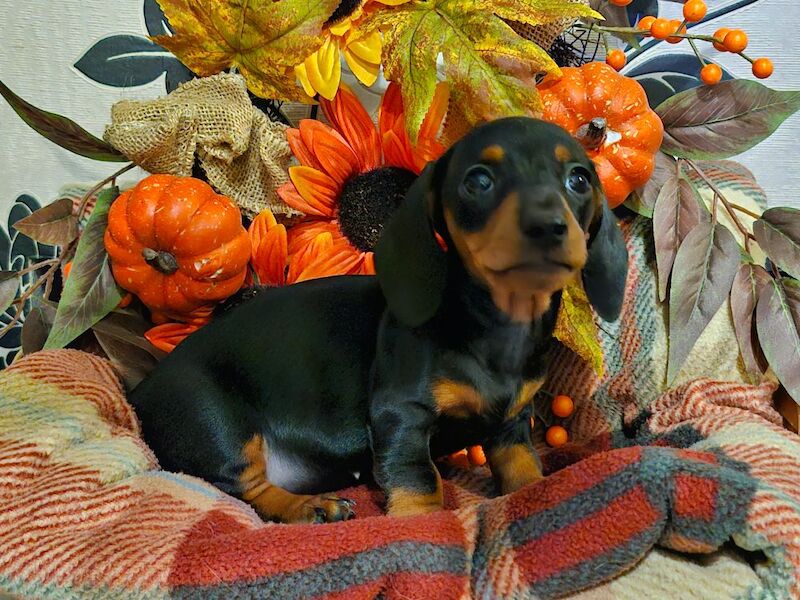 Dachshund puppies for sale in BL5 3SP – 8 weeks old - Image 9 of 13