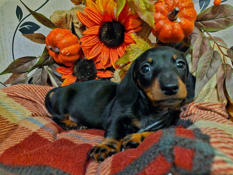Dachshund puppies for sale in BL5 3SP – 8 weeks old - Image 13 of 13