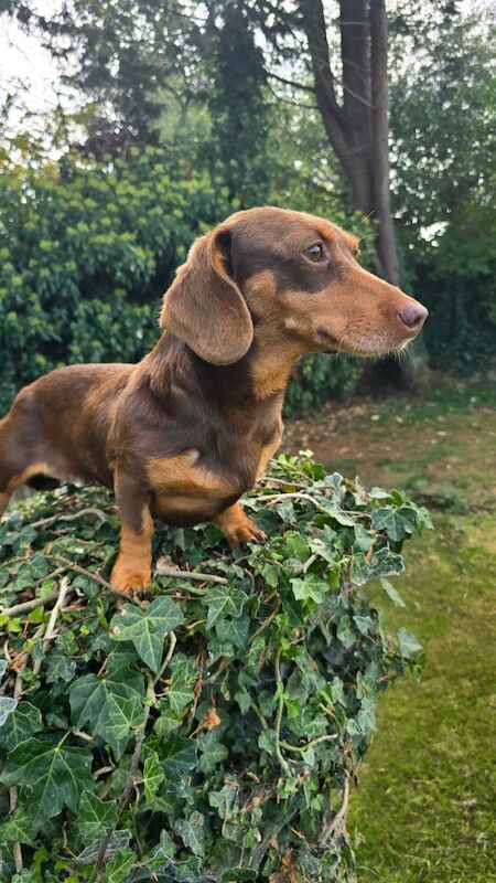 Dachshund puppies for sale in Kingston upon Hull, East Riding of Yorkshire – 6 years old