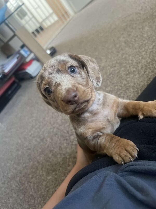 Beautiful chocolate dapple miniature dachshund