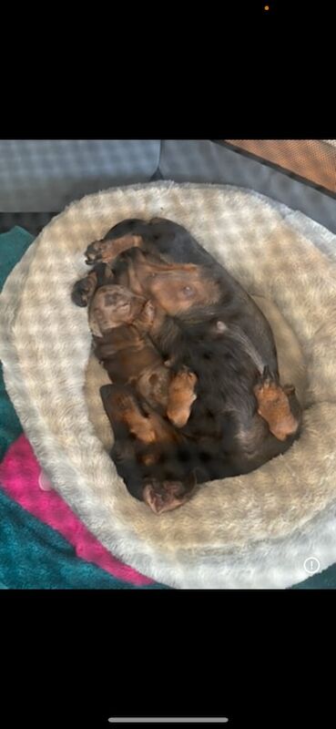 Beautiful chocolate dapple miniature dachshund for sale in Ely, Cambridgeshire | Image 2