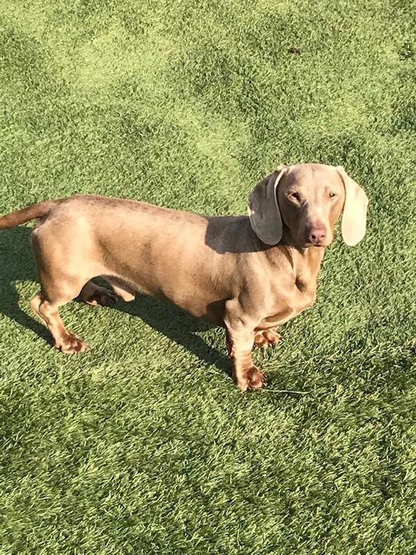 Dachshund puppies for sale in Penkridge, Staffordshire – 2 years old