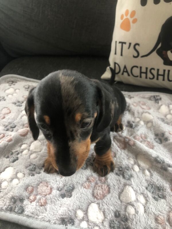 Dachshund puppies for sale in Llandysul, Dyfed – KC registered, 7 weeks old
