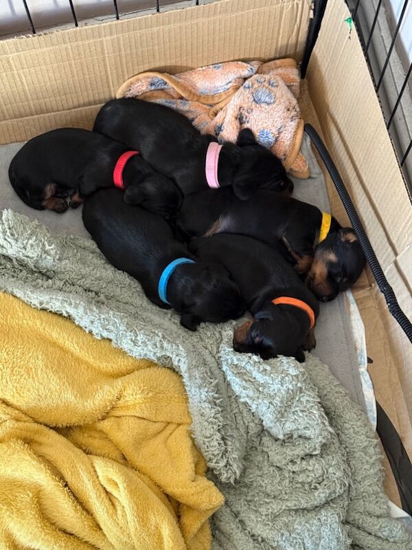Beautiful dachshund for sale in Penrith, Cumbria