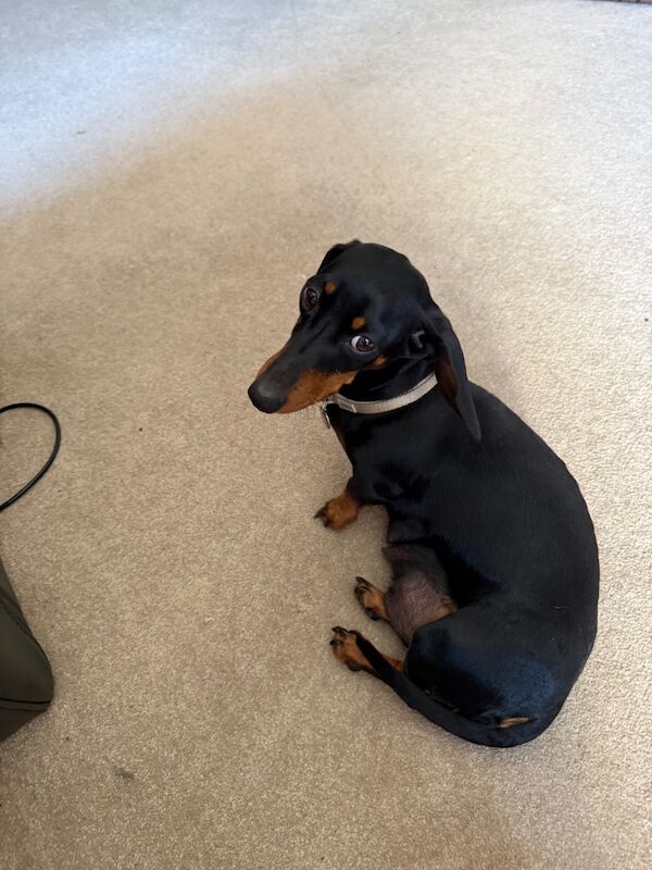 Beautiful dachshund for sale in Penrith, Cumbria | Image 2