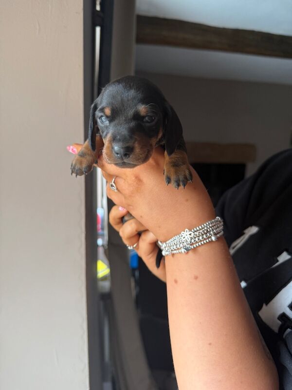 Beautiful dachshund for sale in Penrith, Cumbria | Image 3