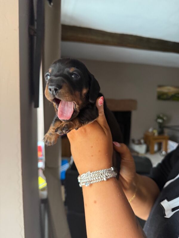 Beautiful dachshund for sale in Penrith, Cumbria | Image 4