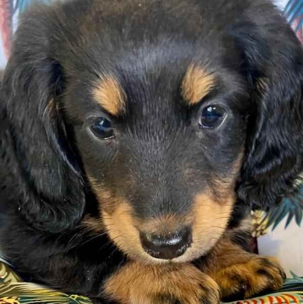 Beautiful Dachshunds for sale in London, Greater London
