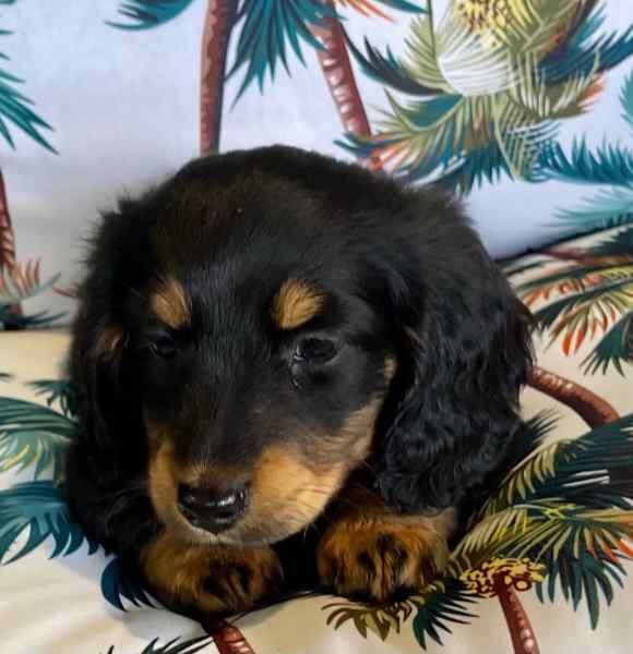 Beautiful Dachshunds for sale in London, Greater London | Image 2