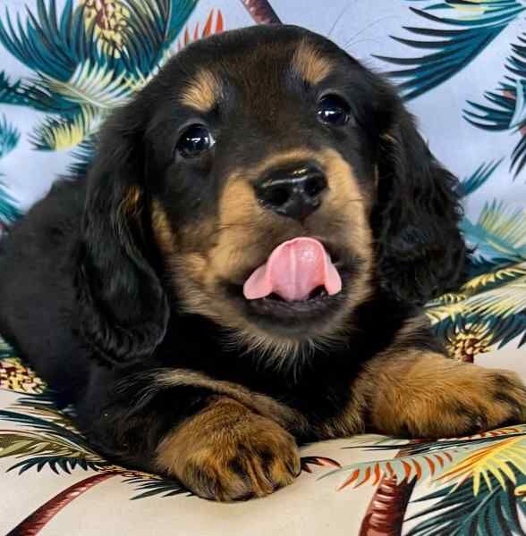 Dachshund puppies for sale in Birmingham, West Midlands – KC registered, 3 months old - Image 2 of 3