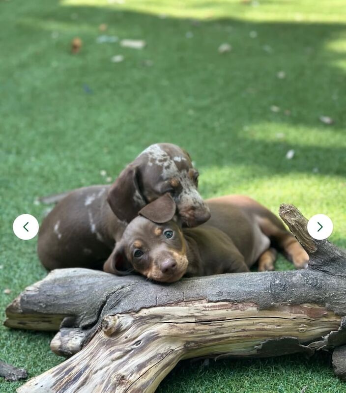 Beautiful Dachshunds puppies ready to go for sale in Southwark, Greater London