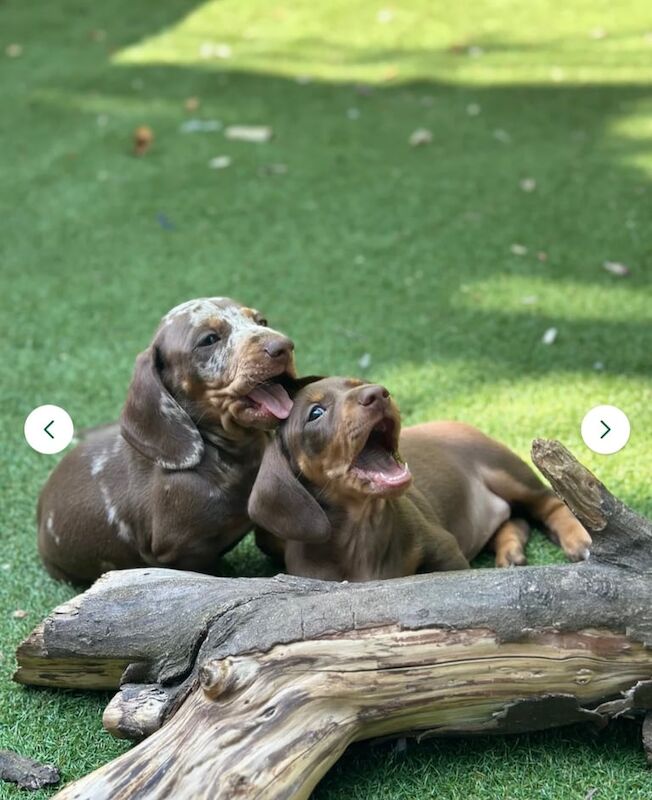 Beautiful Dachshunds puppies ready to go for sale in Southwark, Greater London | Image 2