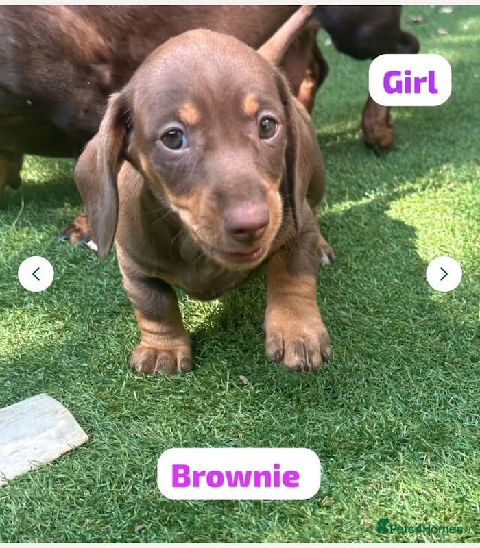 Beautiful Dachshunds puppies ready to go for sale in Southwark, Greater London | Image 3