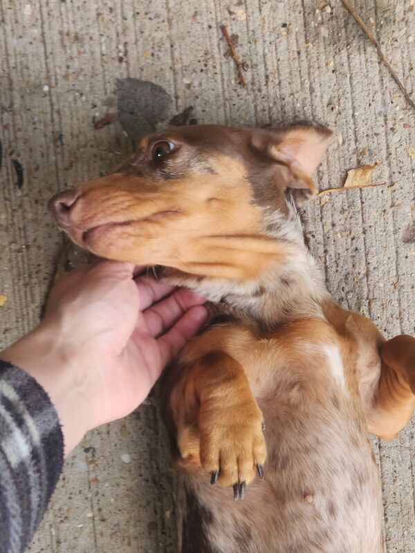 Dachshund puppies for sale in Birmingham, West Midlands – 1 year old