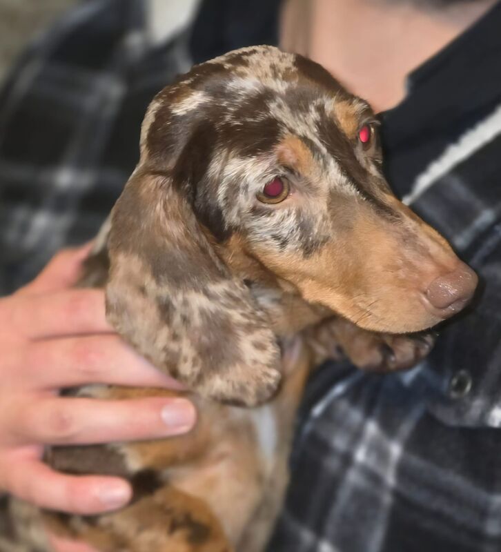 Dachshund puppies for sale in Birmingham, West Midlands – 1 year old - Image 2 of 3