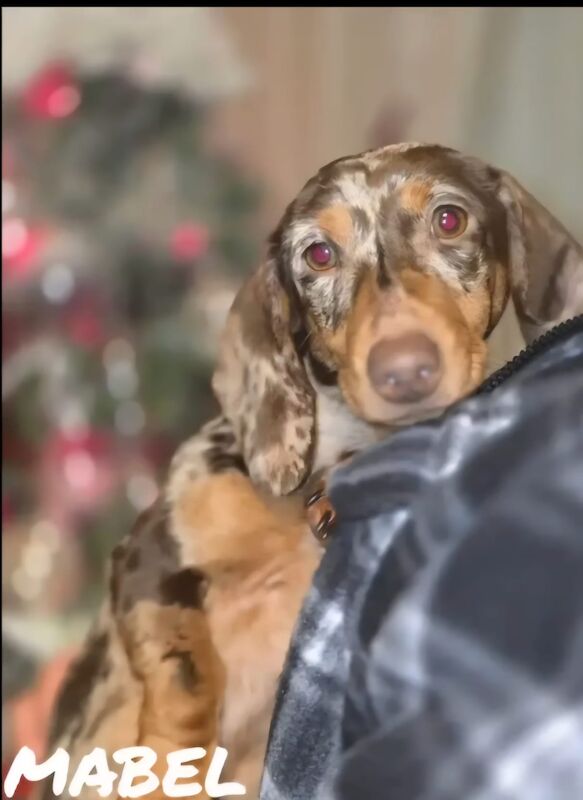 Dachshund puppies for sale in Birmingham, West Midlands – 1 year old - Image 3 of 3