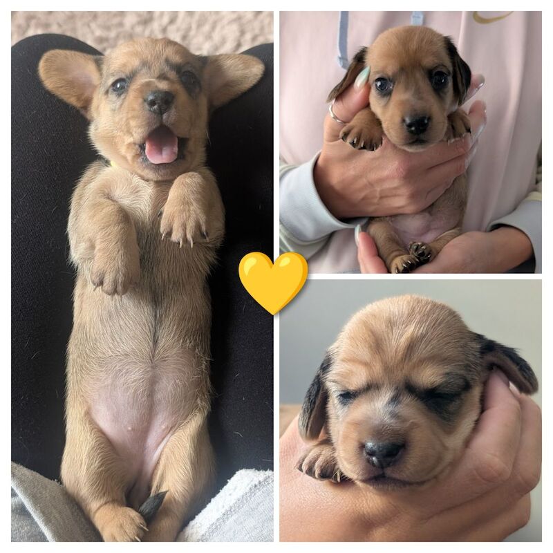 Dachshund puppies for sale in Hampshire – 3 weeks old - Image 3 of 3
