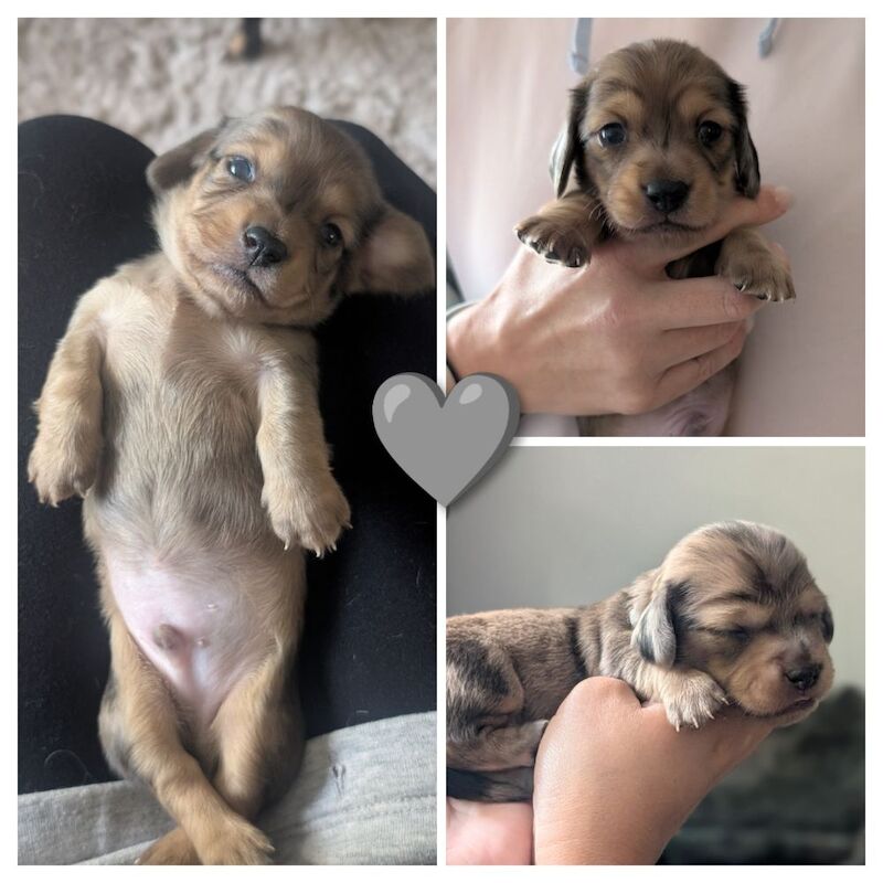 Dachshund puppies for sale in Hampshire – 3 weeks old