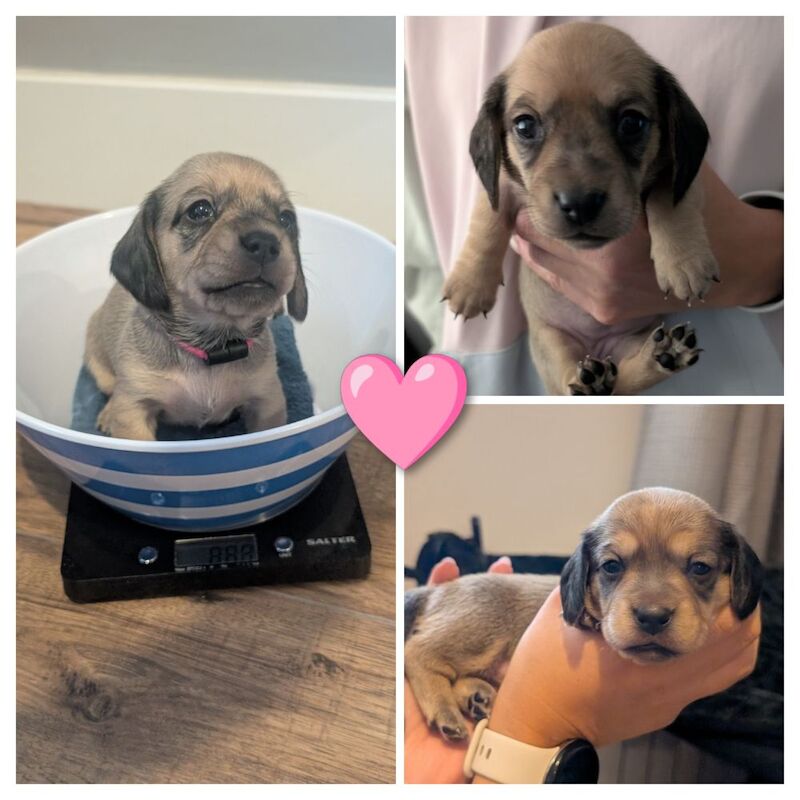 Dachshund puppies for sale in Hampshire – 3 weeks old - Image 2 of 3