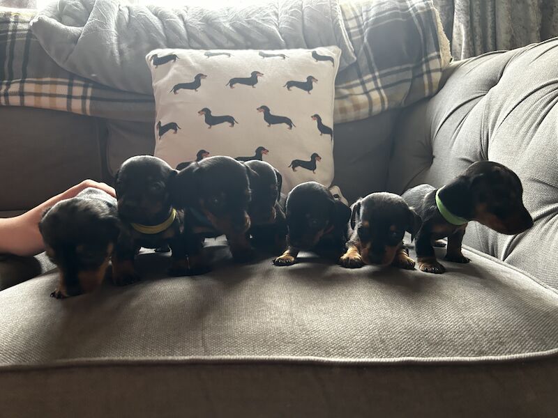 Beautiful Dappled And Black And Tan Puppies Dachshund Puppies For