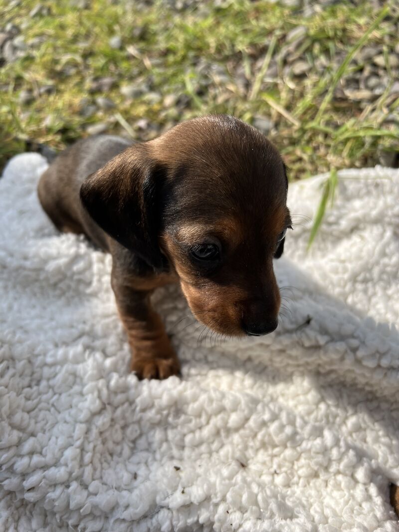 Beautiful daschund puppies for sale in Dumfries, Dumfries and Galloway | Image 2