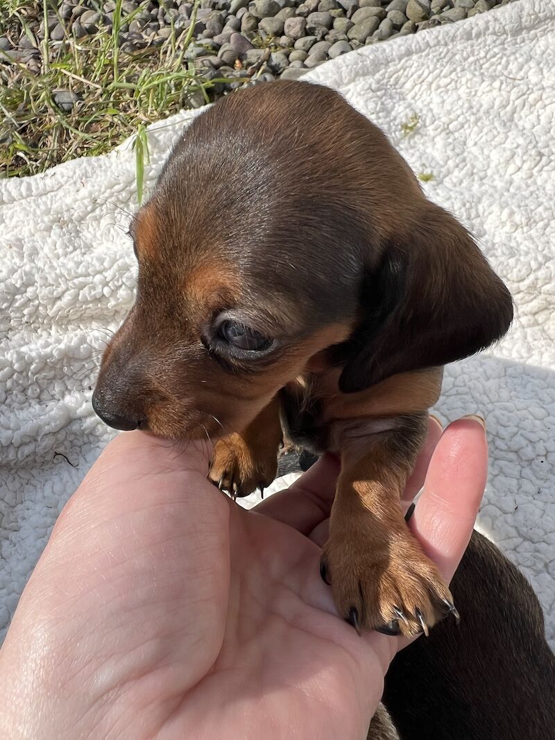 Beautiful daschund puppies for sale in Dumfries, Dumfries and Galloway | Image 3