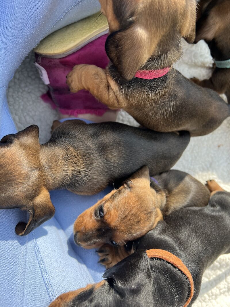 Beautiful daschund puppies for sale in Dumfries, Dumfries and Galloway | Image 4