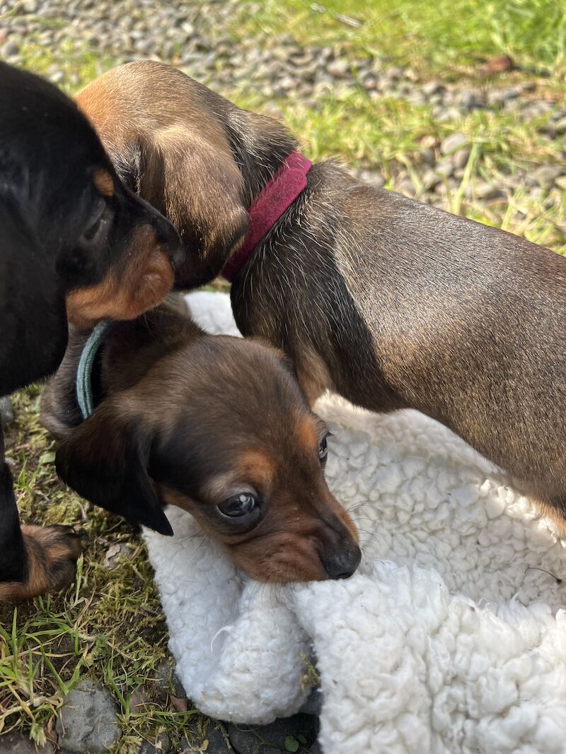 Dachshund puppies for sale in Dumfries, Dumfries and Galloway – 1 year old - Image 5 of 8