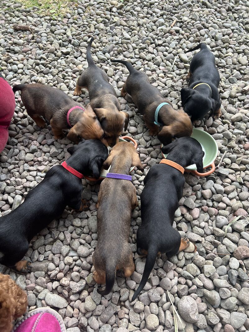 Dachshund puppies for sale in Dumfries, Dumfries and Galloway – 1 year old - Image 6 of 8